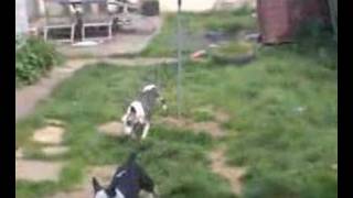 Bull Terrier U Need A Drink After Exercise