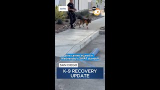 K-9 injured in SWAT situation expected to make recovery