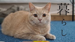引っ越して二ヶ月】猫のチロルさんの暮らしはこんな感じ - YouTube