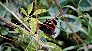 &quot;Traum Klang Welten&quot;, für Liebhaber von Naturtönen
