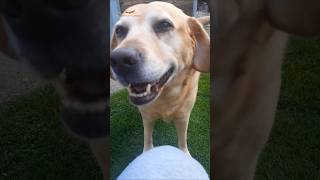 Building a Dog Game from Scratch 🐕❤️
