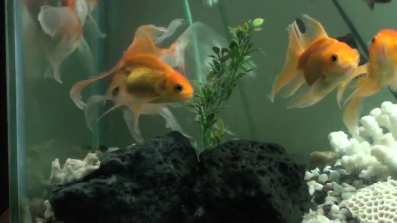 My Awesome And Very Cheap Goldfish Aquarium In HD YouTube