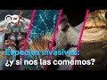 ¿Matar y comérselos? ¿Cómo protegerse de las especies invasoras?