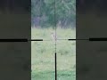 Hunting coyotes #coyotehunting