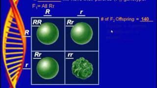Marchand Biology - Probability with Punnett Squares