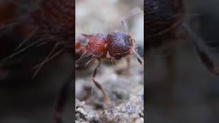 Following A Special Ant Home (Part 1)