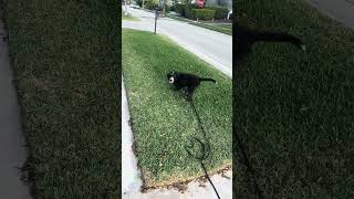 Pepper Bernadoodle Learning Come Command In A Safe And Fun Way