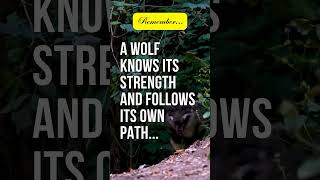 "A wolf doesn’t care about the opinions of sheep." #Shorts