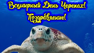 Всемирный День Черепахи! Поздравление! Музыкальная Открытка!