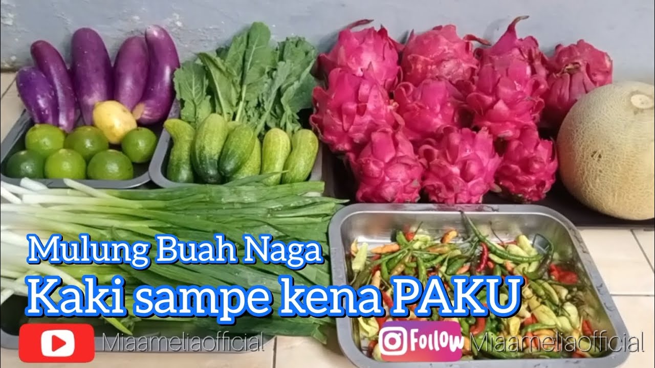 Mulung Hari ini Banyak Sortiran Buah Naga, Kaki sampe nginjek paku ‼️😭😭