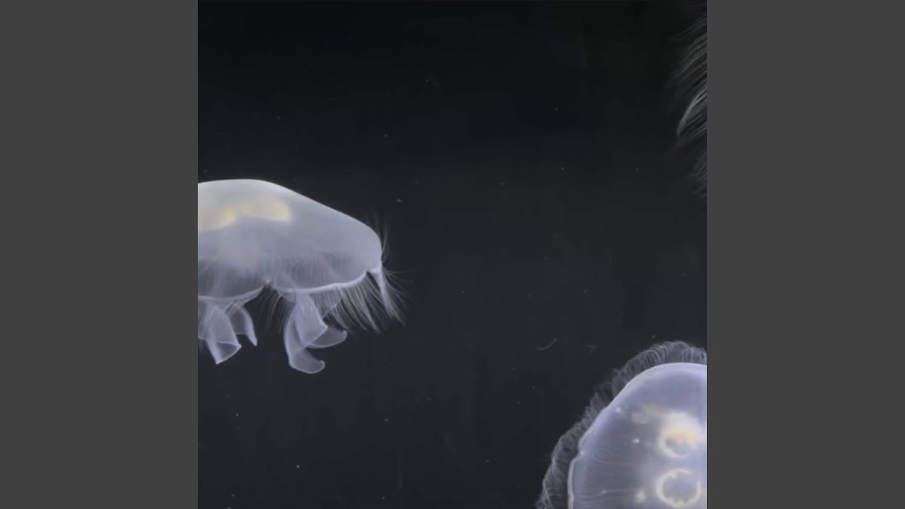 Watch Urges on YouTube Watch Urges on YouTube