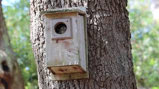 Eastern Screech Owl flying into nest box for roosting