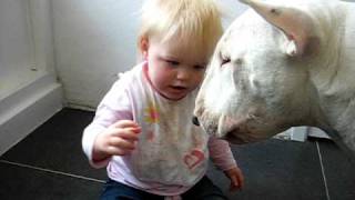 English Bull Terrier Lauka