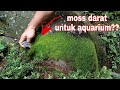 INI CARA SUKSES ADAPTASI MOSS DARAT MENJADI MOSS AIR UNTUK AQUASCAPE !!