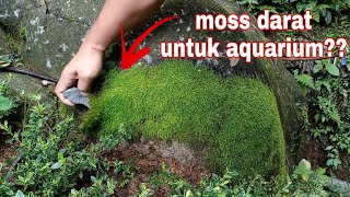 THIS IS HOW TO SUCCESS ADAPTATION OF MOSS LANDS TO BECOME MOSS WATER FOR AQUASCAPE !!