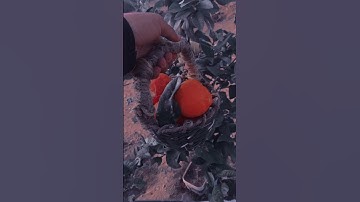 القارئ عمر بن ضياء الدين سورة طه ارح نفسك ❤️❤️