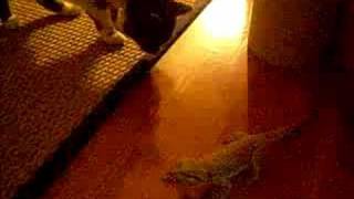 cat and bearded dragon on floor