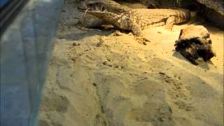 Varanus Exanthematicus Feeding Time