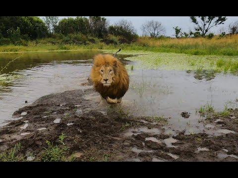 What Do Lions Do On A Rainy Day? | The Lion Whisperer