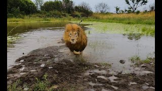 Download Lagu Wat doen leeuwen op een regenachtige dag? | De Leeuwenfluisteraar MP3