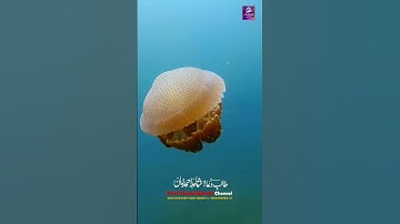 Surah Al-Fajr سورة الفجر  Sheikh Mahmoud Al-Shahat Anwar #tilawat #shotrs #islamicproductions
