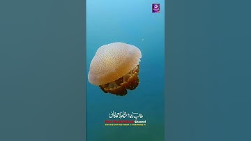 Surah Al-Fajr سورة الفجر Sheikh Mahmoud Al-Shahat Anwar #tilawat #shotrs #islamicproductions