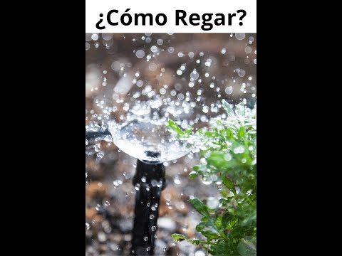 Video: Regar jardines: aprenda a regar un jardín de forma eficaz