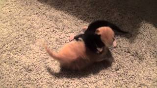 Kittens Opening Their Eyes & Learning To Walk! 8 Days Old ~ Adorable! Foster Litter #8