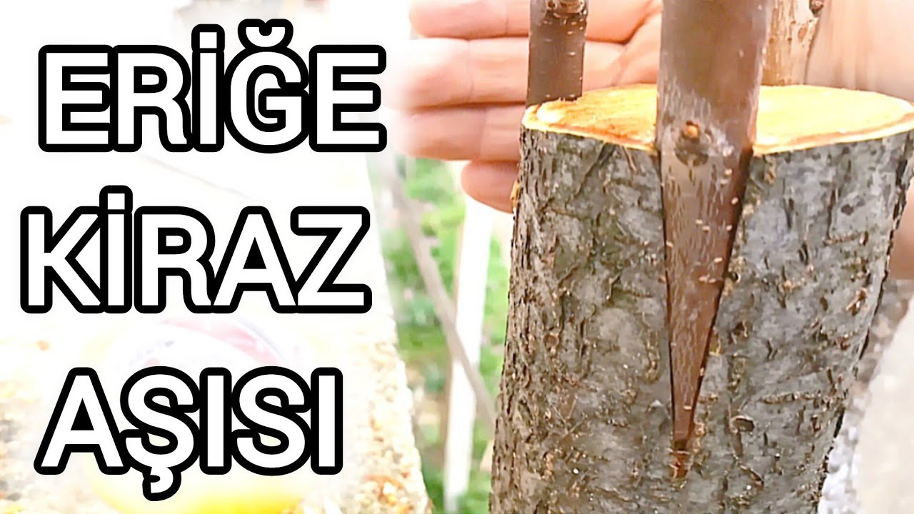 EN ÇOK MERAK EDİLEN AŞI                                   ERİĞE KİRAZ AŞISI  %100 BAŞARI