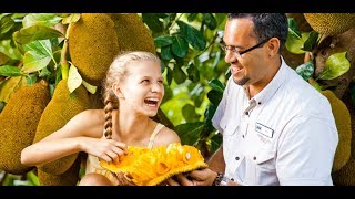 Tropical Fruit World | Experience Oz