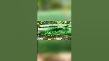 Cá bống dừa đầy lợp, không đếm xuể #shorts #fish