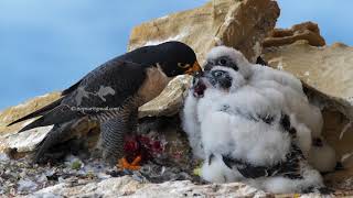 Peregrine Falcon feeding chicks