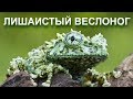 Лишаистый веслоног