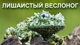 Лишаистый веслоног