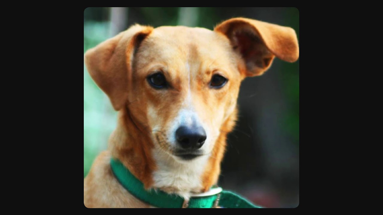 Ecoutez, Ressentez !