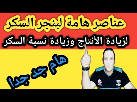 أهم العناصر لزيادة إنتاج بنجر السكر وزيادة نسبة السكر