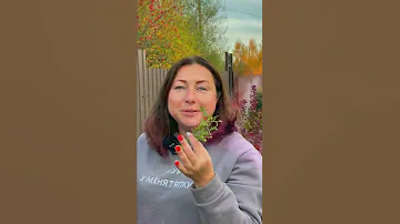 Как черенкую хризантему🤫