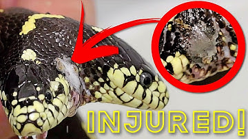 TWO HEADED SNAKE INJURED ITSELF!! WORRIED!! | BRIAN BARCZYK