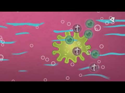 Video: ¿Qué estructura usa una ameba para moverse?