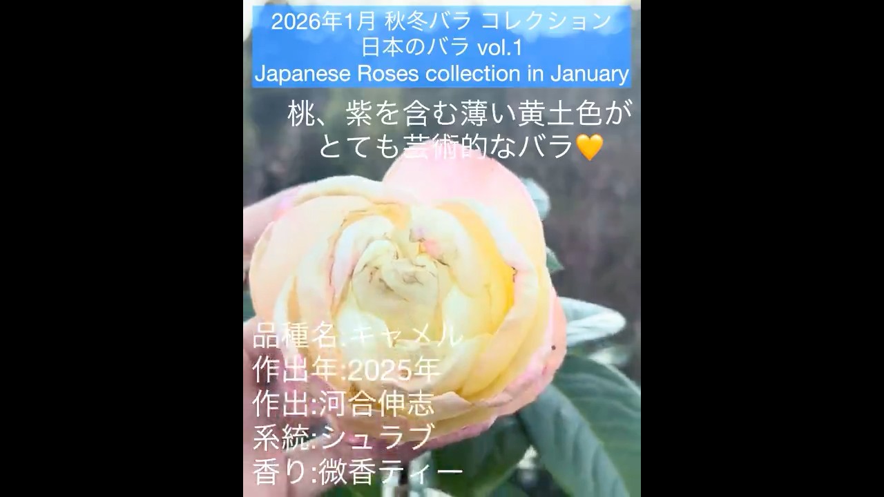 January 2026 Autumn/Winter Rose Collection: Japanese Roses] Camel