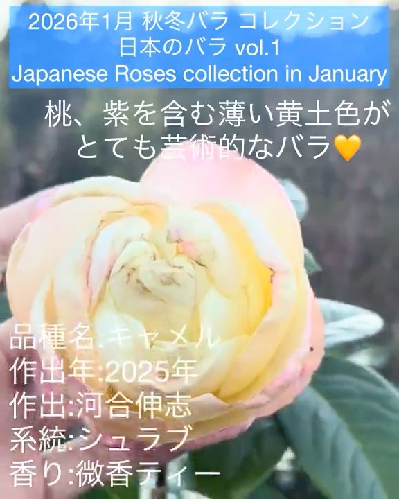 January 2026 Autumn/Winter Rose Collection: Japanese Roses] Camel