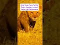 kasih sayang @TheGlobalAnimalsWorld @WiIldsAnimals @ChuChuTV