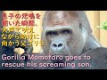 父モモタロウ、息子キンの悲鳴を聞き、大声を出して続け救出に駆けつける♪家族を全力で守るボスニシゴリラ♪【京都市動物園 2022/10/16公開】