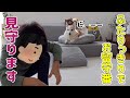 5歳児と一緒にお留守番！目を離さないコーギー