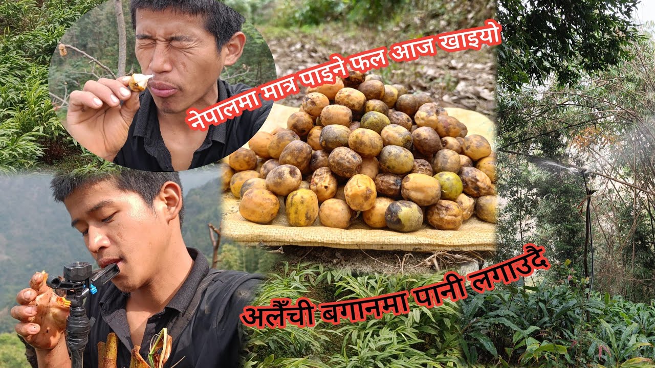 नेपालमा मात्र पाइने फल खादै।। अलैँची बगानमा पानी लगाइयो 