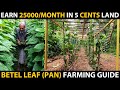Betel Leaf Farming | Earn 25000₹/Month in 5 Cents Land | Easy & Continuous income Source