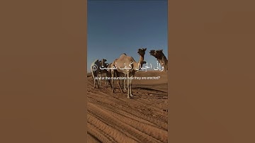 أَفَلَا يَنظُرُونَ إِلَى الْإِبِلِ كَيْفَ خُلِقَتْ | عبدالرحمن مسعد #قران_كريم #تلاوة_خاشعة