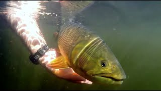 Fishing For Dorado in Argentina