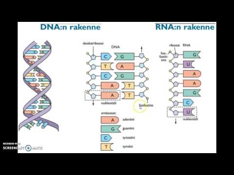 DNA:n ja RNA:n rakenne