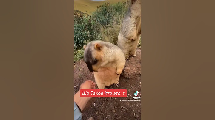 Шо Такое Кто Это?#шо #такой #украина #приколы #шутка